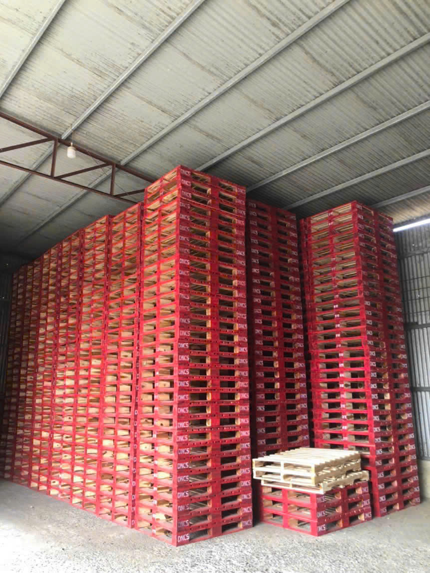 Pallet Cho Thuê