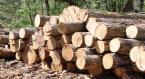 Kim ngạch xuất khẩu gỗ của Việt Nam tăng 15,2% năm 2013
