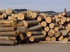 Xuất khẩu gỗ của Việt Nam sang thị trường Trung Đông khả quan